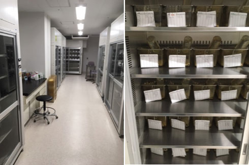 遺伝子改変マウス